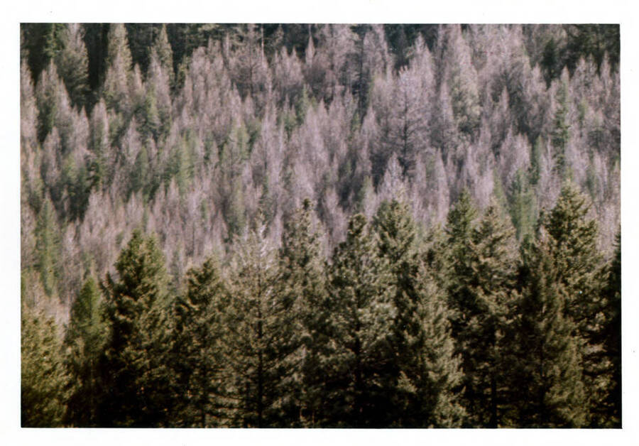Defoliation in a second growth stand of Douglas Fir and Ponderosa Pine.  Near La Grande, Oregon.  The past years defoliation shows.