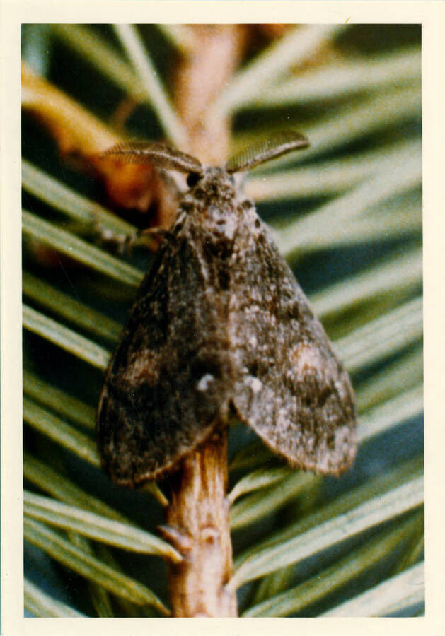 A male adult Douglas Fir Tussock Moth.
