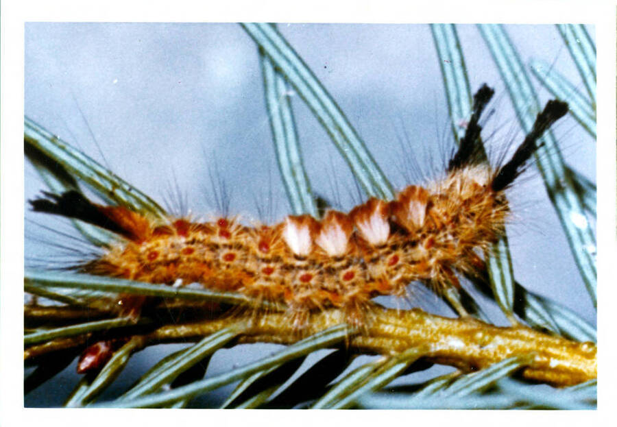 A male DFTM larva in its 6th instar.