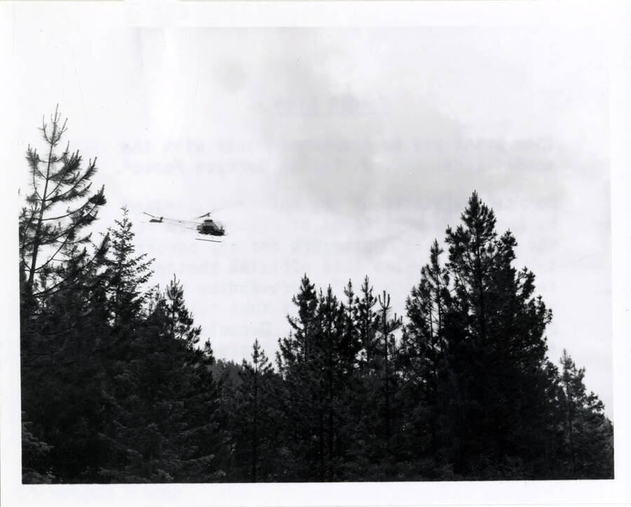 A helicopter spraying pesticide on forest trees.