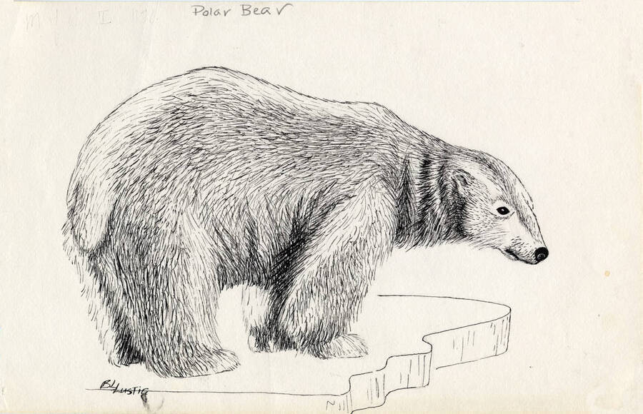 A hand drawn sketch of a polar bear.