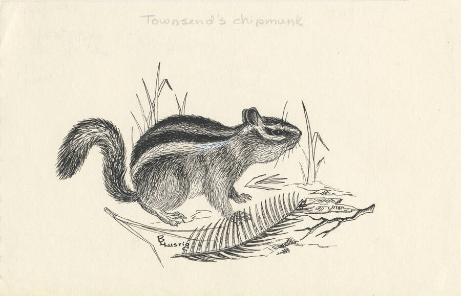 A hand drawn sketch of a Townsend's chipmunk.