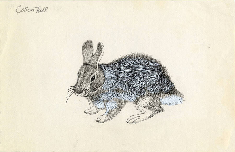 A hand drawn sketch of a cotton tail rabbit.