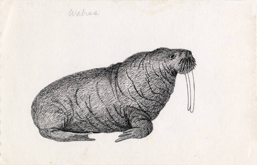 A hand drawn sketch of a walrus.