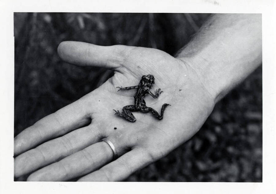 A black and white photo of a frog in someone's hand.