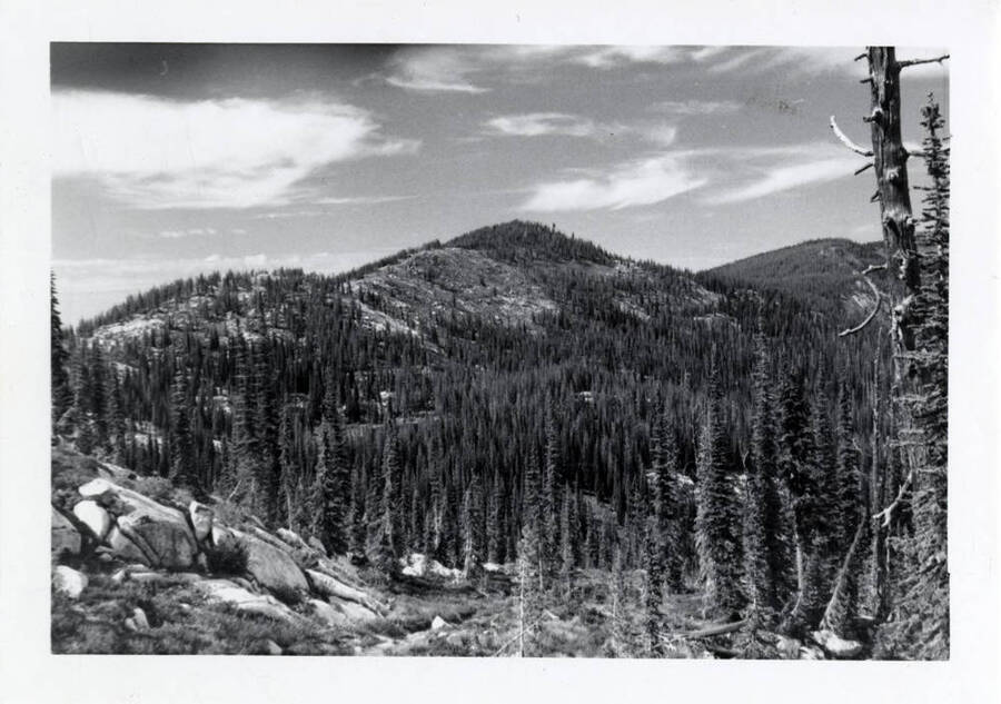 A black and white photo of a forested mountain scene.