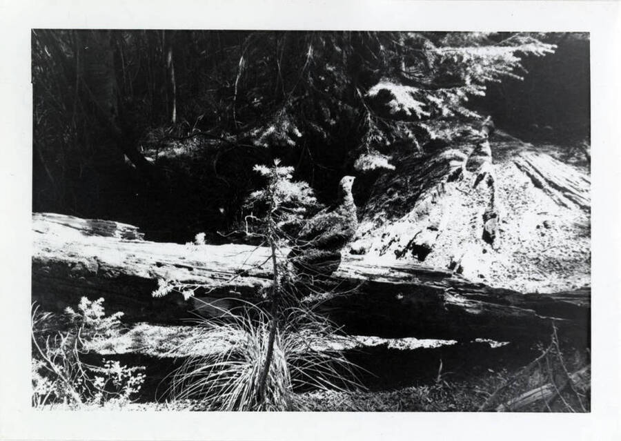 A black and white photo of a grouse on a log.