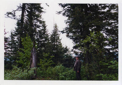 Pointing at Tussock Moth Damage