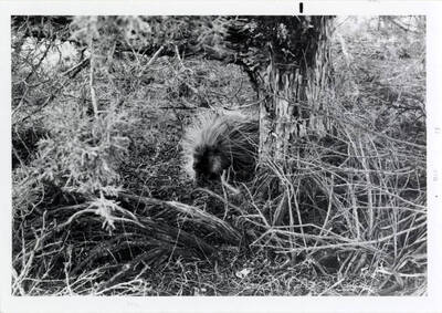 A black and white photo of a porcupine emerging from behind a tree.