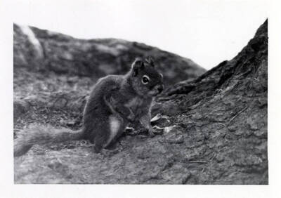 Squirrel in the woods.