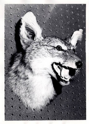 Canine mounted by the son of James W. Pate, Shoshone, Idaho.