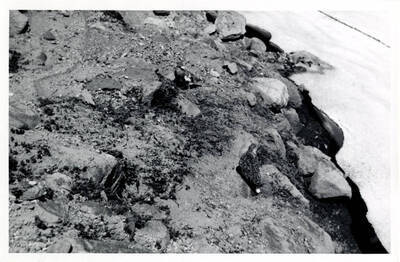 A few ptarmigan beginning to change color at the edge of a snowfield.