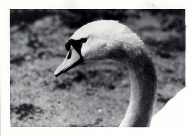 Upclose profile shot of a swan.