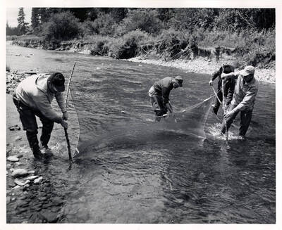 Seining in Huft Lake.