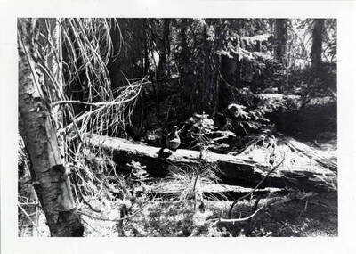 A black and white photo of a grouse on a log.