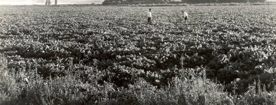 Two people working in a large, densely planted field with tall plants in the foreground. In the background, there are trees and open land extending into the distance.
