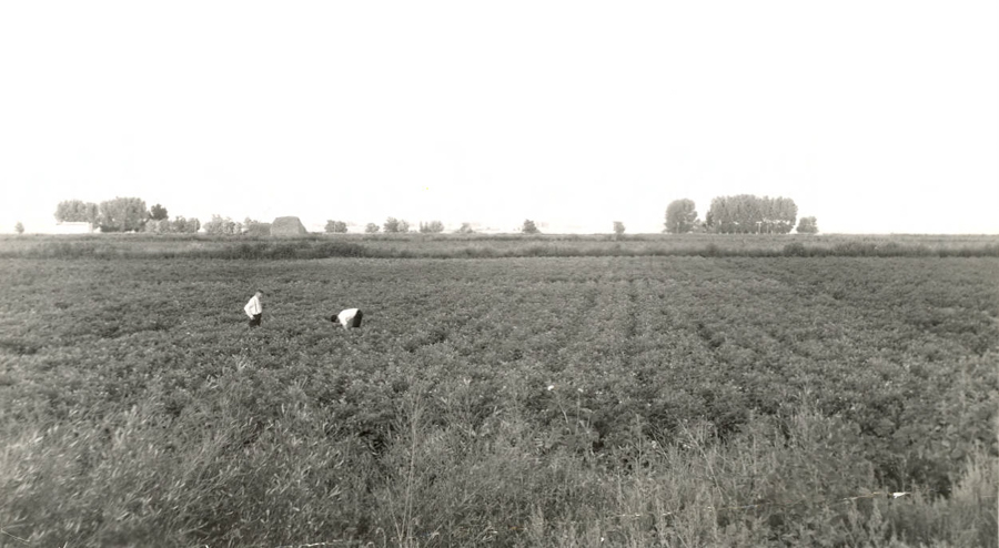 Two people working in a large field, with rows of crops. Trees and a few buildings are visible in the distance under an open sky.