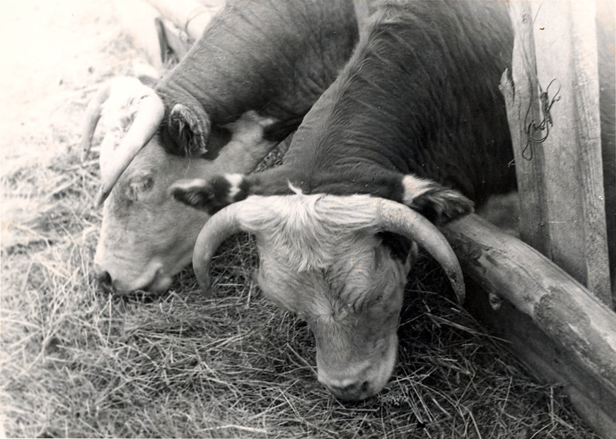 Two cows with curved horns are eating hay in a wooden enclosure. They are positioned side by side, with their heads down, feeding from a pile of hay.