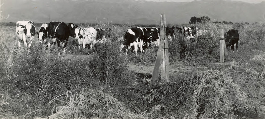 A group of cows stands in a grassy field with bushes. A wooden fence is visible in the foreground, and mountains are in the background.