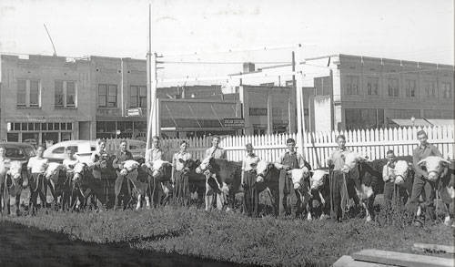 A group of people, mostly young, standing in a row with calves in front of them. They are positioned in an open area with grass, in front of a white picket fence. In the background, there are several buildings including storefronts with large windows. A car is parked near the buildings.