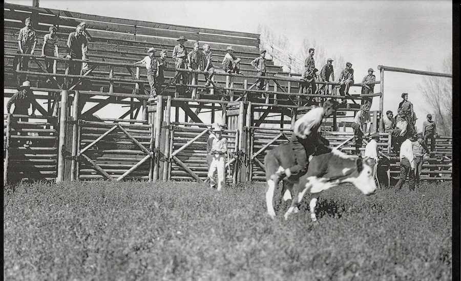 A person riding a calf in a grassy field, watched by several people sitting and standing on a wooden fence and bleachers. Some individuals are wearing hats, and one appears to be holding a rope or lasso. The background features a large wooden structure.