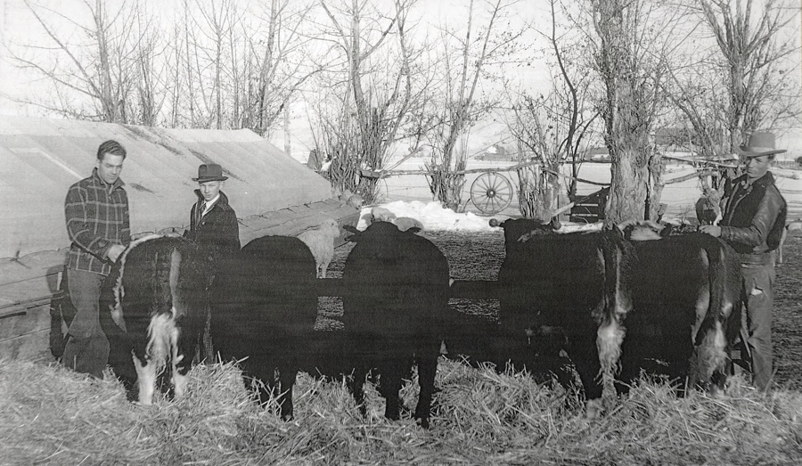 Three men standing beside a row of cattle in a snowy outdoor setting. The cattle are on a bed of straw near a wooden structure and some leafless trees. A wagon wheel is visible in the background.