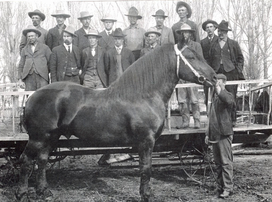 A large horse stands in the foreground, being held by a man. Behind them, a group of men in hats and suits are standing on a platform. Trees without leaves are visible in the background.