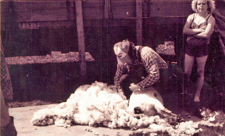 A person wearing a cap and checkered shirt is shearing a sheep, with the wool gathered on the ground. Another person stands nearby with arms crossed, observing the activity. A wooden structure is visible in the background.
