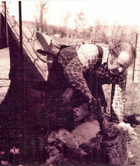 A man wearing a plaid shirt and overalls is shearing a sheep outdoors. There is a fence and some trees in the background. The scene takes place in a rural setting.