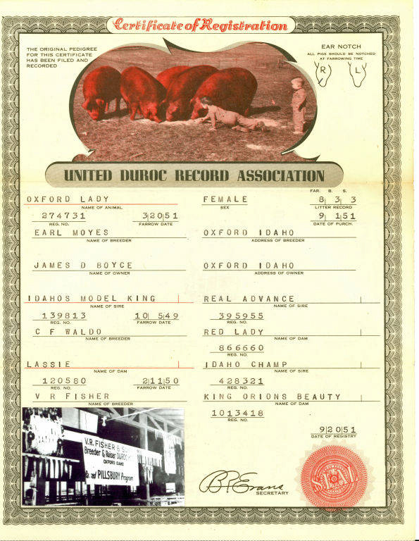 A certificate from the United Duroc Record Association for a female animal named Oxford Lady. Details include registration number 274731, farrow date 3-20-51, and ear notch marks. The breeder is Earl Moyes from Oxford, Idaho, and the owner is James D. Boyce, also from Oxford, Idaho. The sire is Idaho's Model King, and the dam is Lassie. The document shows a red seal, and at the bottom left, a photo of a livestock exhibition with a sign for V.R. Fisher's breeder program.