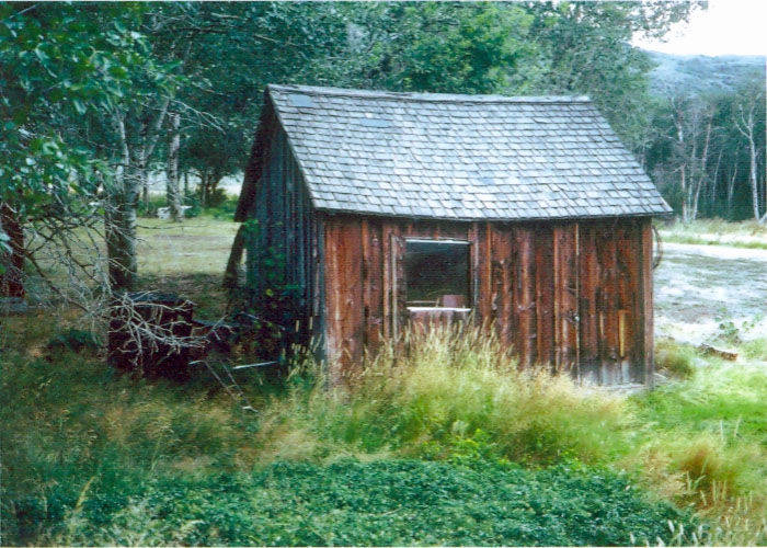 A small wooden shed with a shingled roof stands in an overgrown grassy area surrounded by trees. A single window is on the side of the shed. In the background, there are more trees and an open field.