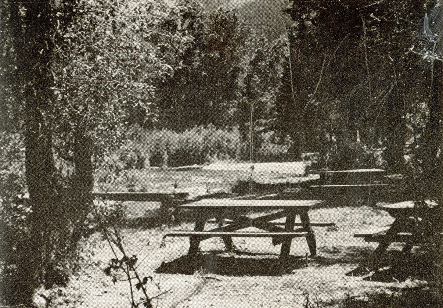 Three wooden picnic tables are situated outdoors in a natural setting with trees and foliage surrounding them. The ground appears sandy or bare, and sunlight filters through the tree canopy. There are no people visible in the scene.