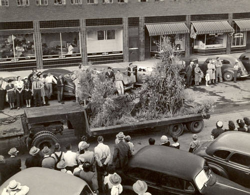 A crowd of people is gathered on a street, watching a truck loaded with tall plants or bushes. Several people are standing on and around the truck. In the background, there are parked cars and a line of storefronts with awnings.