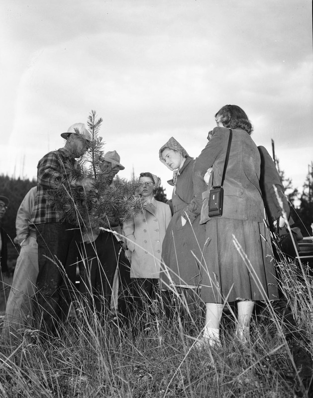 Students examine a pine sapling during a summer hiking class.