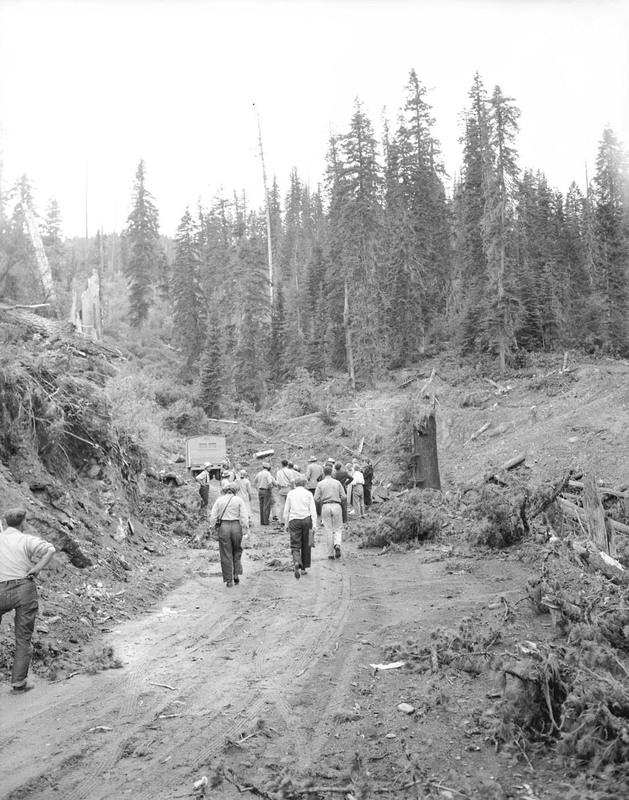 Students walk through a logged area in the woods.