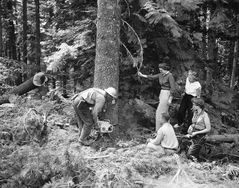 Students watch as a logger uses a saw.