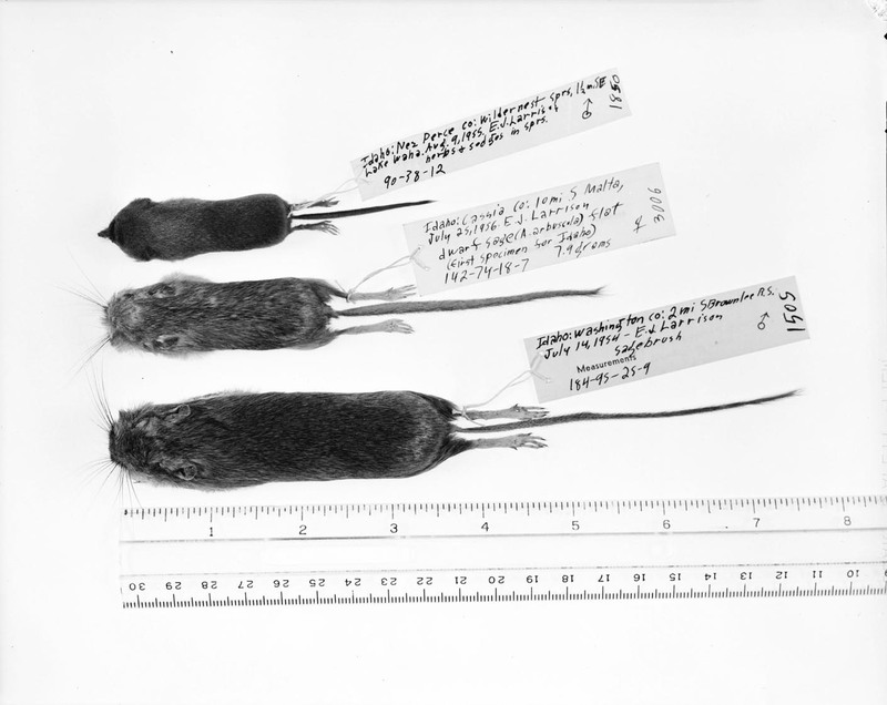 Conservationist Dr. Edward A. Preble's display of a shrew and two mice.
