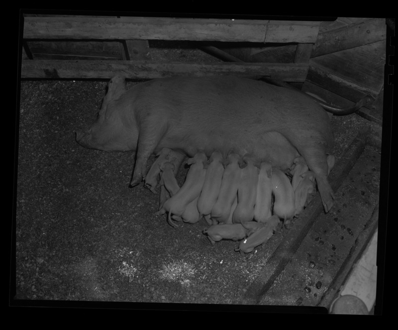 A photograph from above of a mother pig nursing her litter 19 piglets in a pigpen at College of Agriculture.