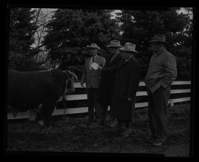 Four of the Idaho Cattlemen's Association members evaluate a bull.