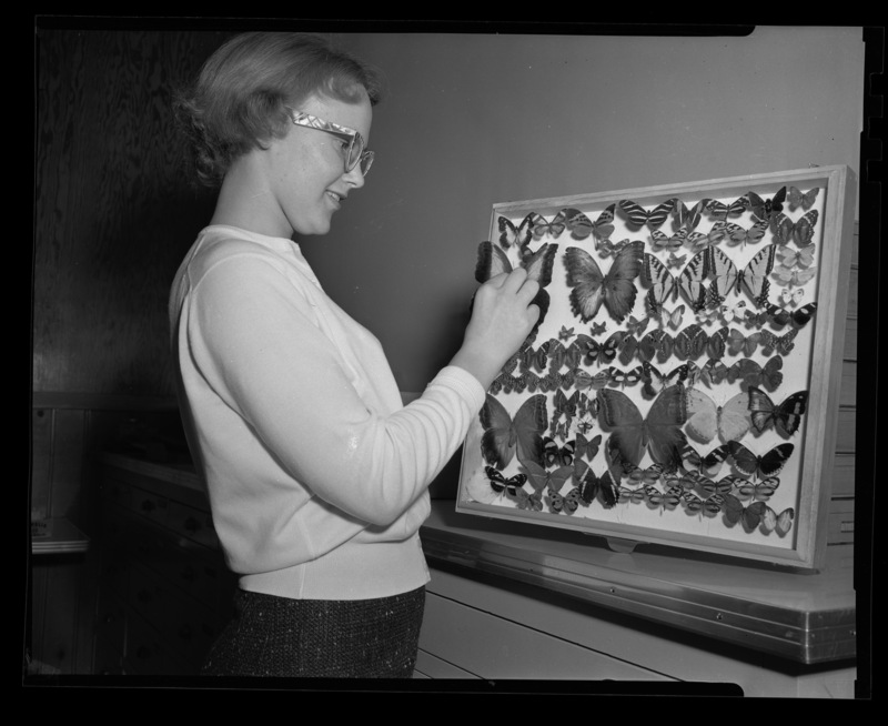 Pat Gleason with butterfly collection in entomology laboratory.