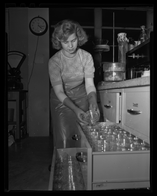 Bonnie Barney handling petri dishes in the plant pathology laboratory.