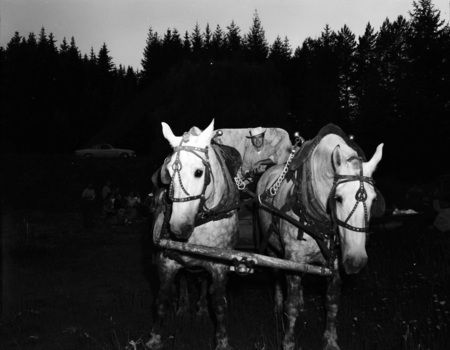 Horses hitched up to a wagon at the summer school barbeque.