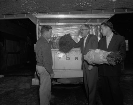 Left to right: Franklin Pitkin, G.W. Woodbury, and Gonzalo Luzuriaga handling saplings.