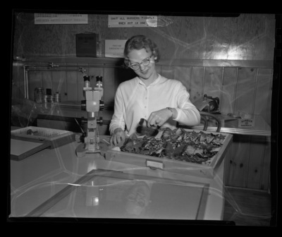 Pat Gleason with butterfly collection in entomology laboratory.