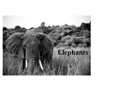 informational text about elephants