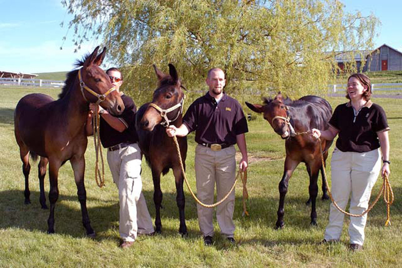 The three cloned mules with veterinary students