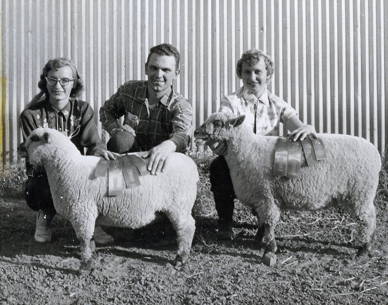 Award-winning sheep