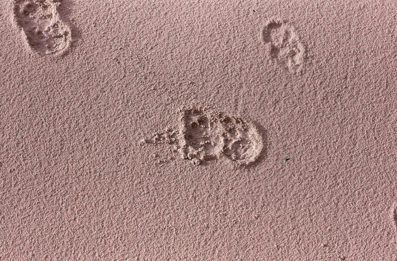 Cat paw prints in ash