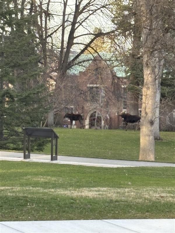 Moose on the administration building lawn.