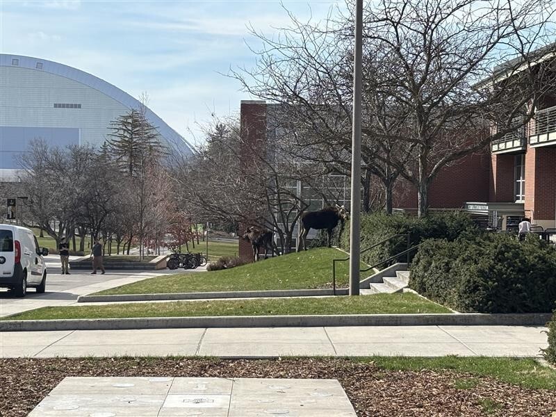 Moose in front of the Commons.